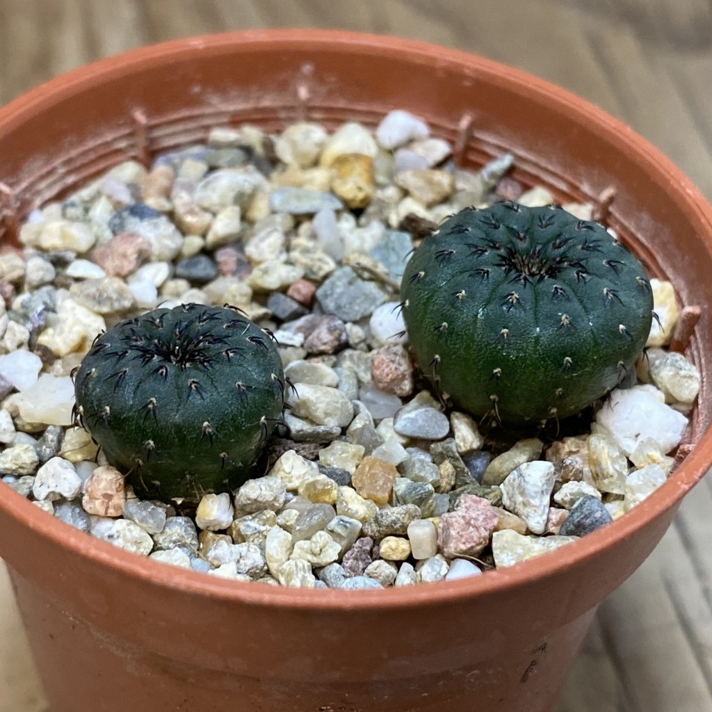 SH27155 Frailea castanea, 2 plants - Image 2