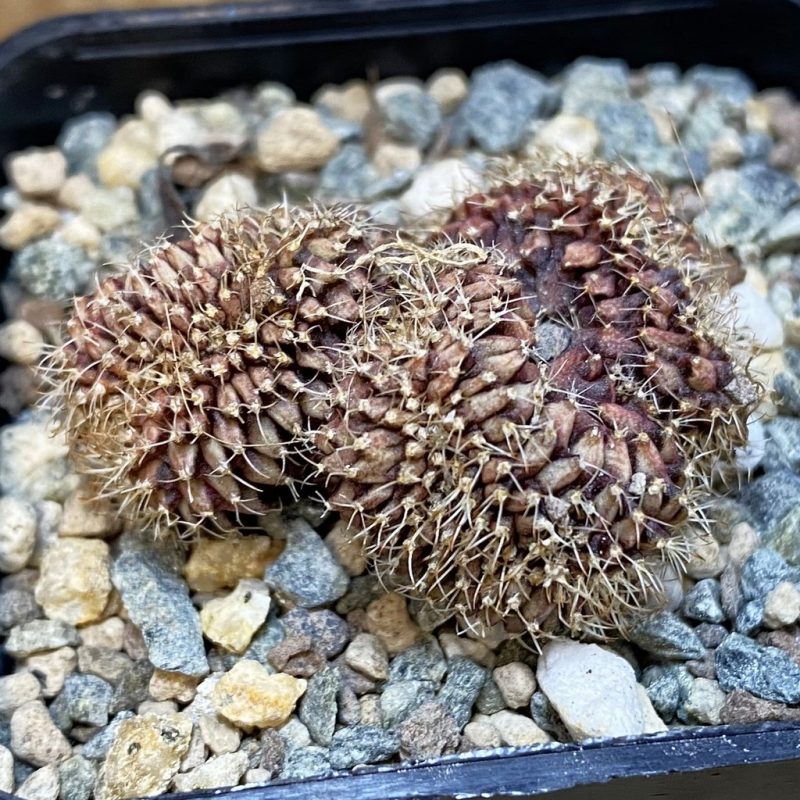 SH27156 Gymnocalycium mihanovichii f. cristata, seedling