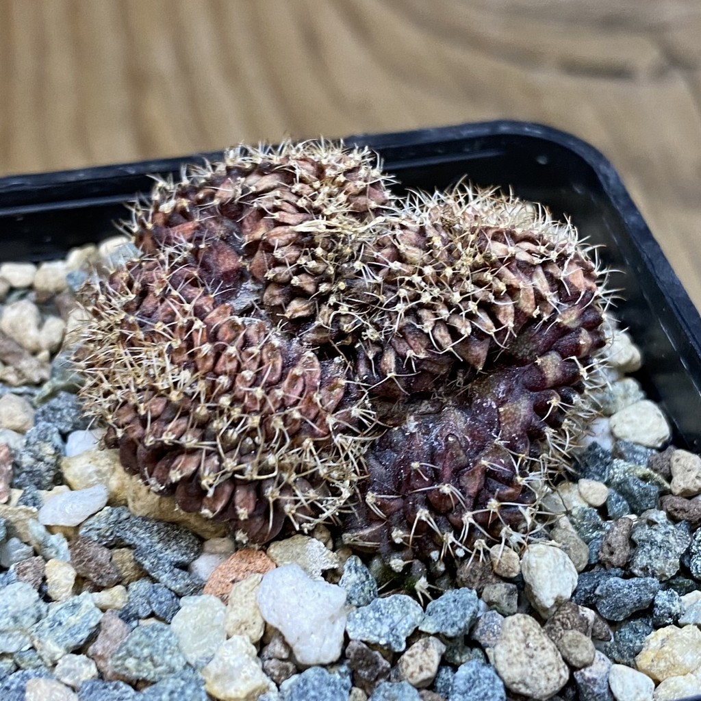 SH27156 Gymnocalycium mihanovichii f. cristata, seedling - Image 2