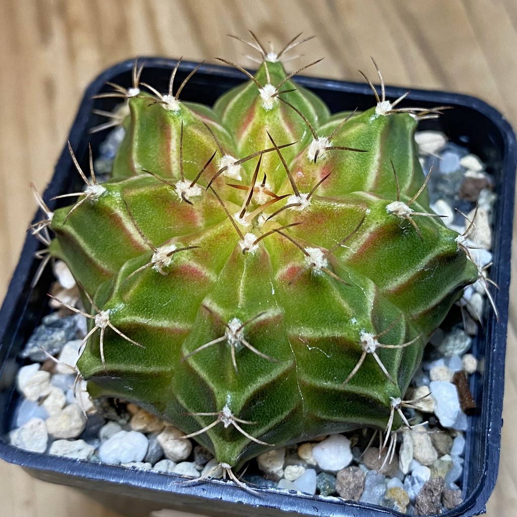 SH27157 Gymnocalycium mihanovichii ‘Neon’ hybrid
