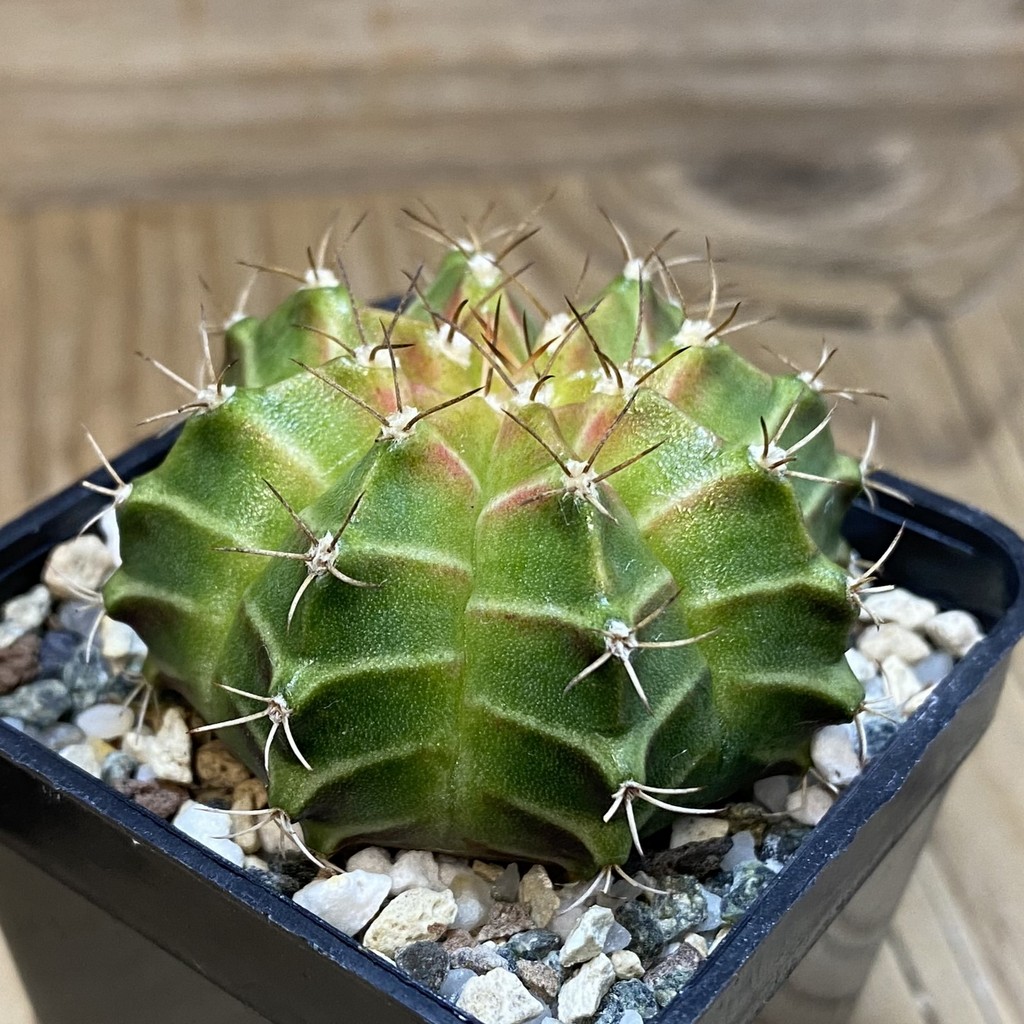 SH27157 Gymnocalycium mihanovichii ‘Neon’ hybrid - Image 2