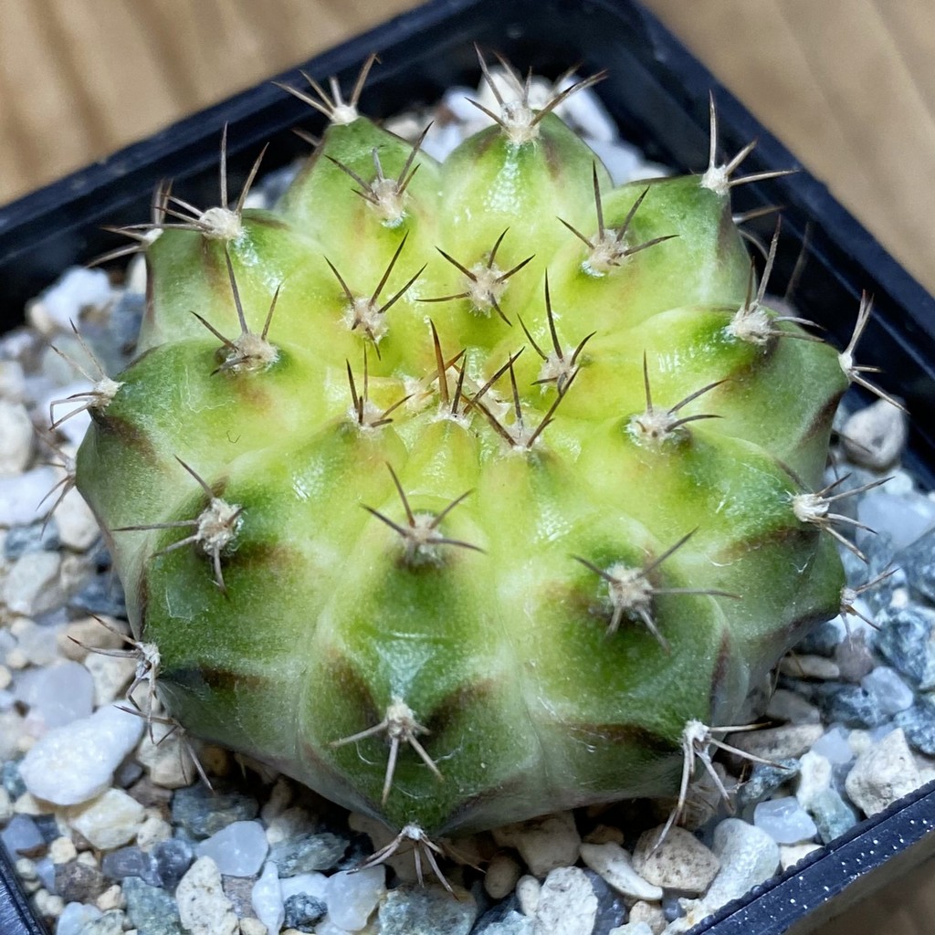 SH27158 Gymnocalycium mihanovichii ‘Neon’ hybrid