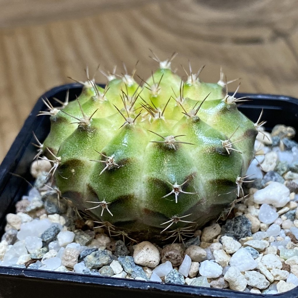 SH27158 Gymnocalycium mihanovichii ‘Neon’ hybrid - Image 2