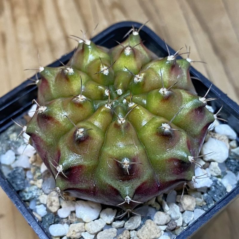 SH27159 Gymnocalycium mihanovichii ‘Neon’ hybrid