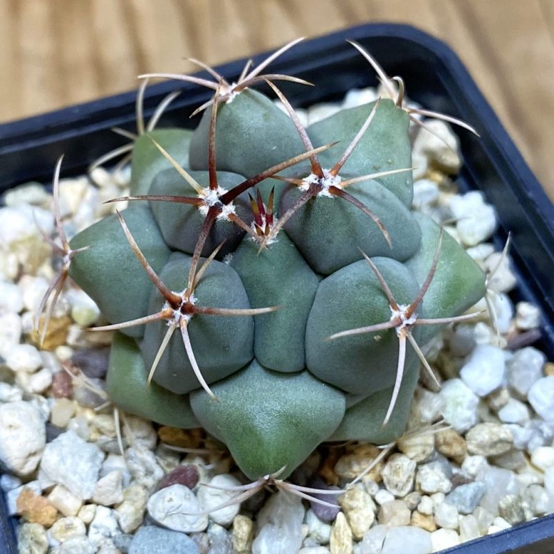 SH27160 Thelocactus hexaedrophorus v. fossulatus