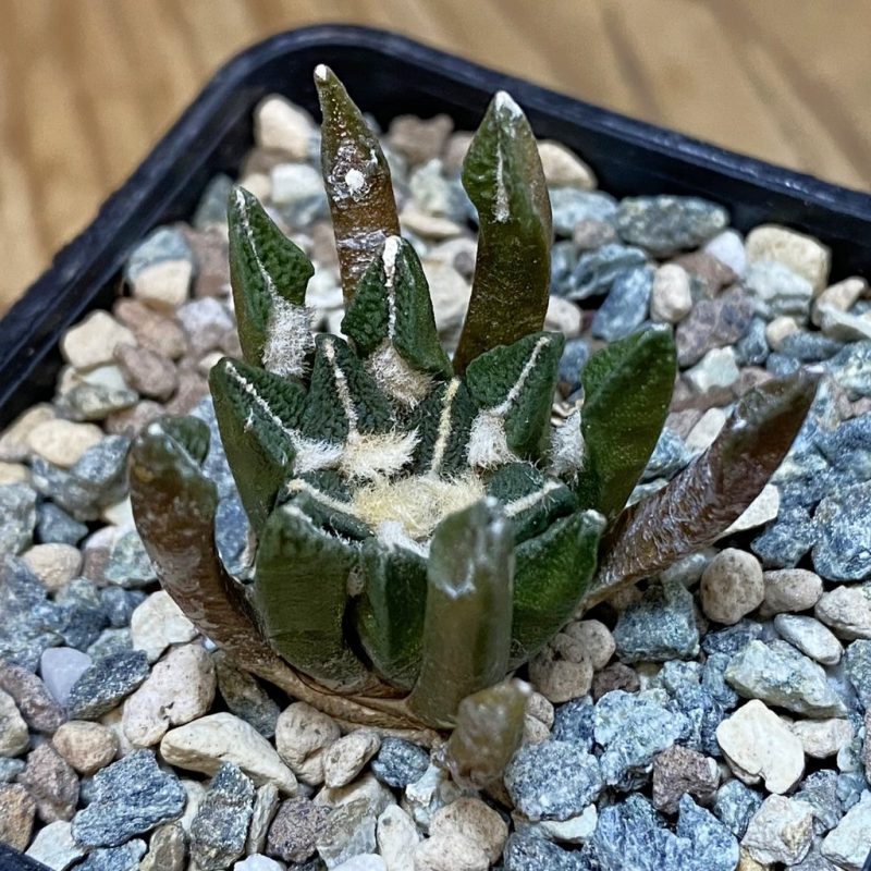 SH27161 Ariocarpus kotschoubeyanus hybrid, own roots