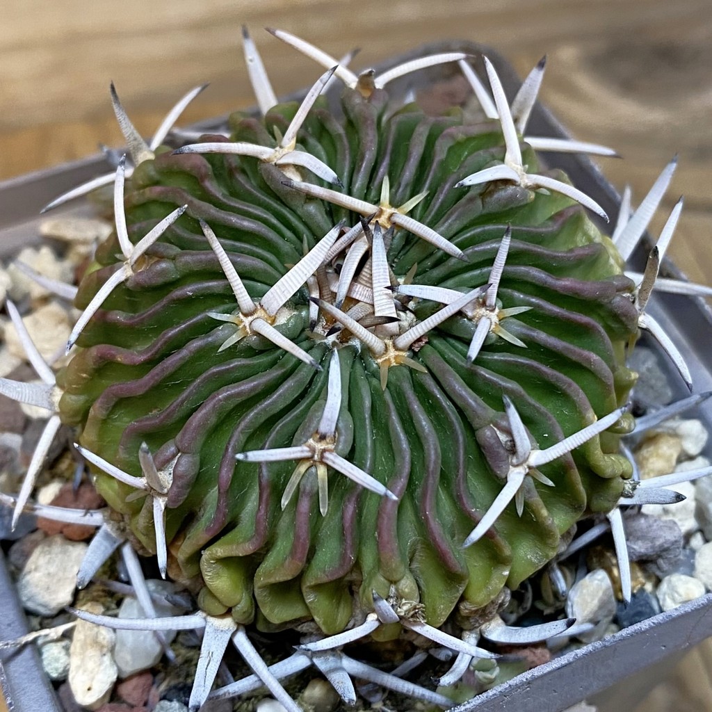 SH27139 Echinofossulocactus phyllacanthus, 6 years old
