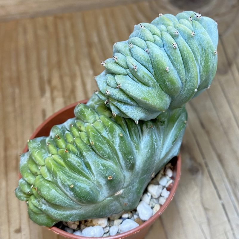 SH27162 Myrtillocactus geometrizans f. cristata