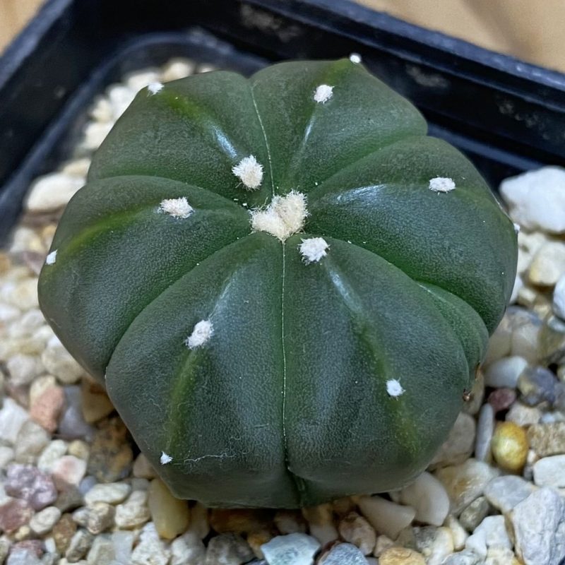 SH27163 Astrophytum asterias hybrid, 6-ribs