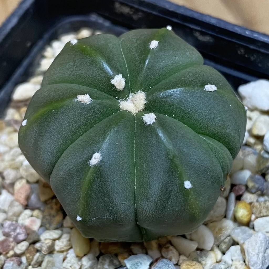 SH27163 Astrophytum asterias hybrid, 6-ribs