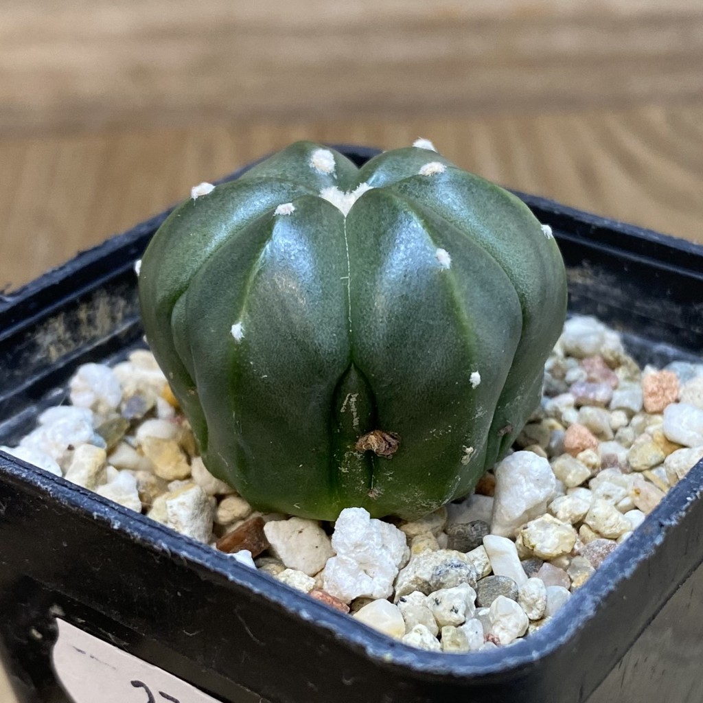 SH27163 Astrophytum asterias hybrid, 6-ribs - Image 2