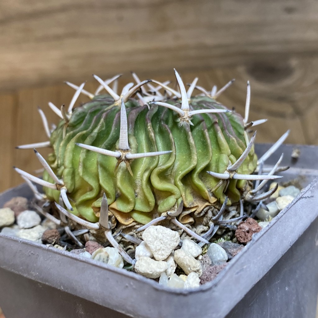 SH27139 Echinofossulocactus phyllacanthus, 6 years old - Image 2