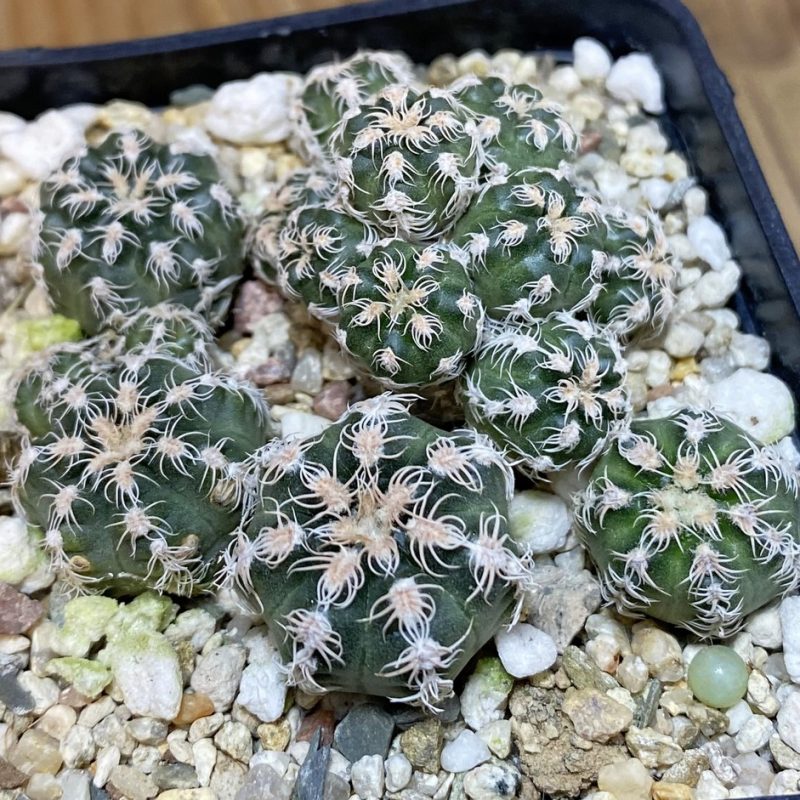 SH27165 Gymnocalycium bruchii v. glaucum, seedling
