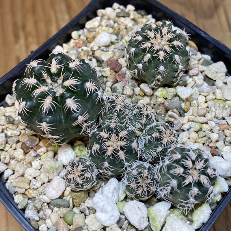 SH27166 Gymnocalycium bruchii v. glaucum, seedling