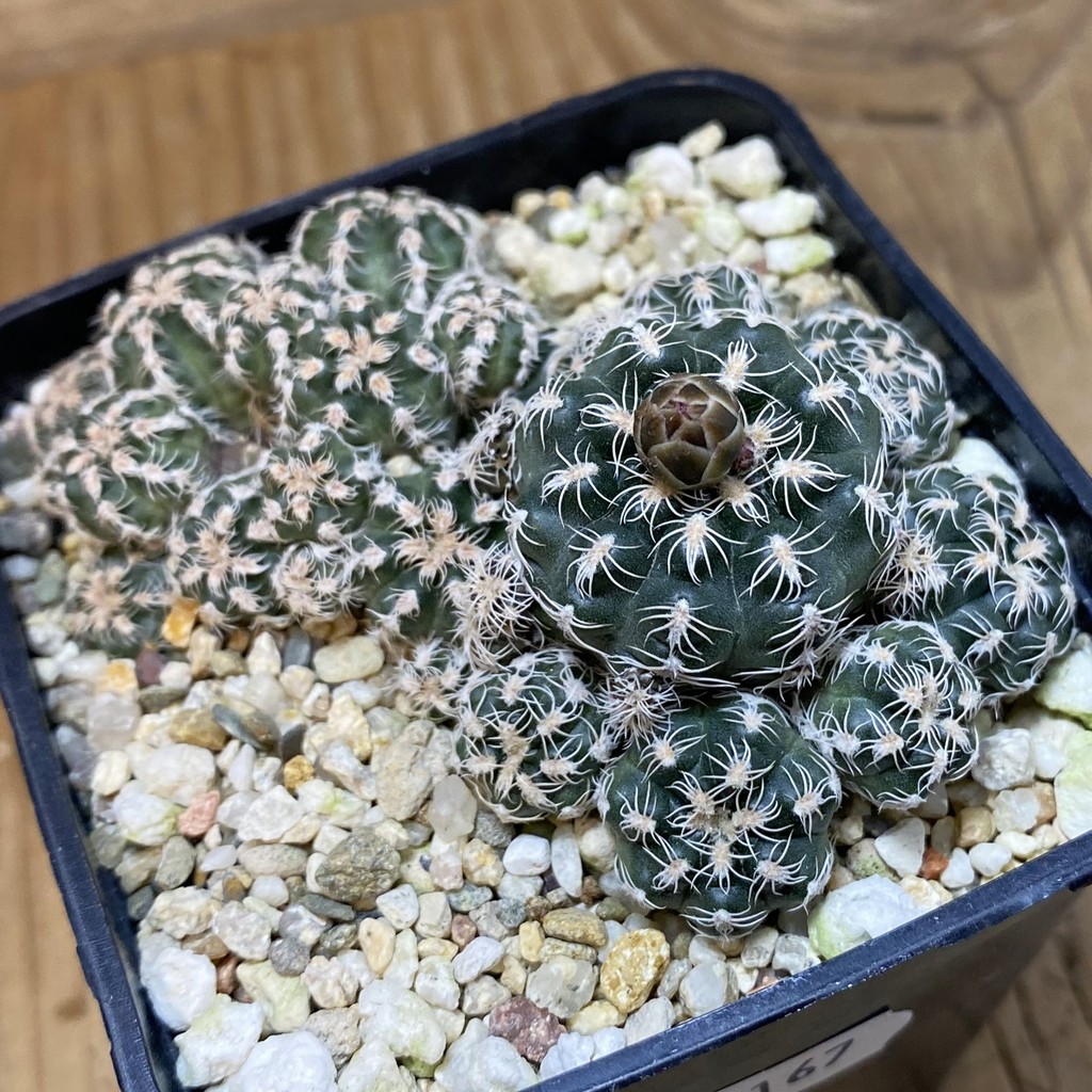 SH27167 Gymnocalycium bruchii v. glaucum, seedling