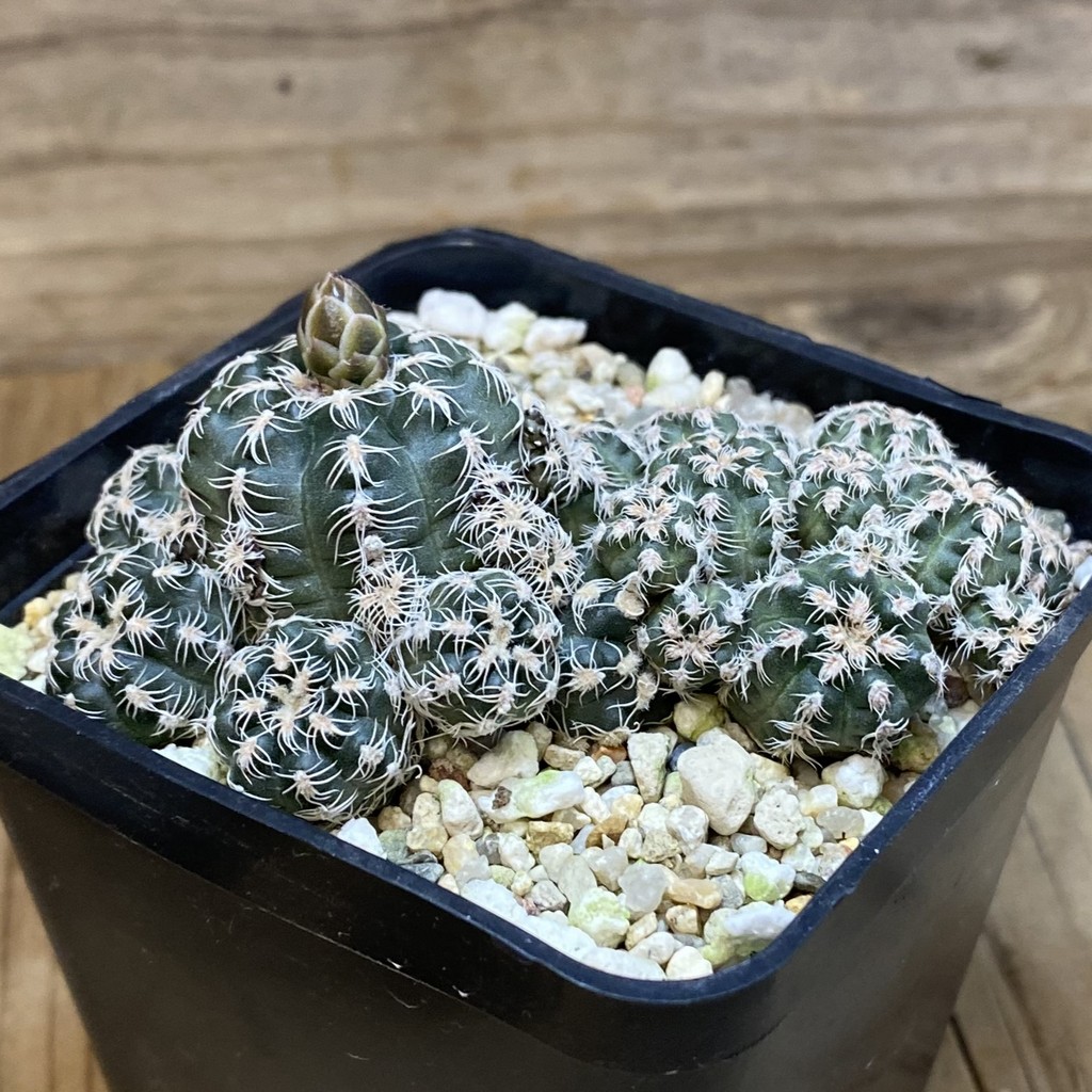 SH27167 Gymnocalycium bruchii v. glaucum, seedling - Image 2