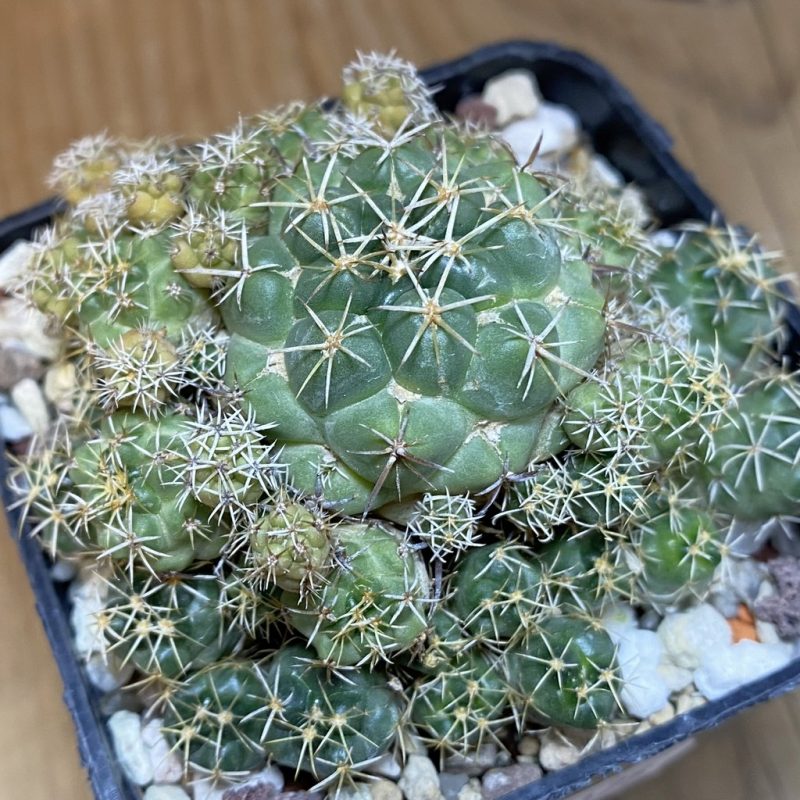 DP27175 Coryphantha bumamma