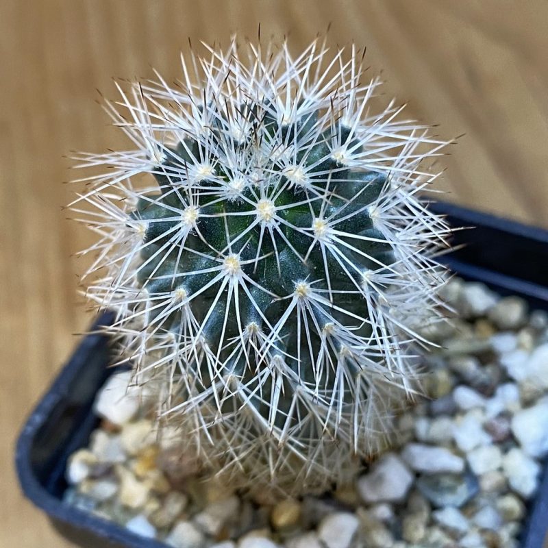 DP27197 Gymnocactus beguinii VZD 186