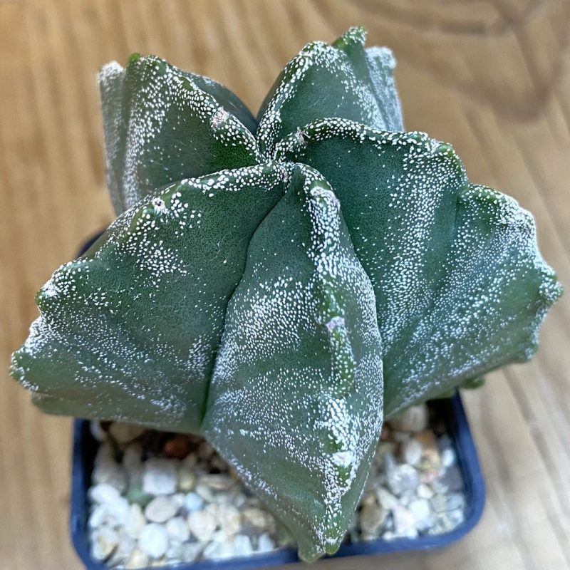 DP27199 Astrophytum myriostigma 'Kikko'
