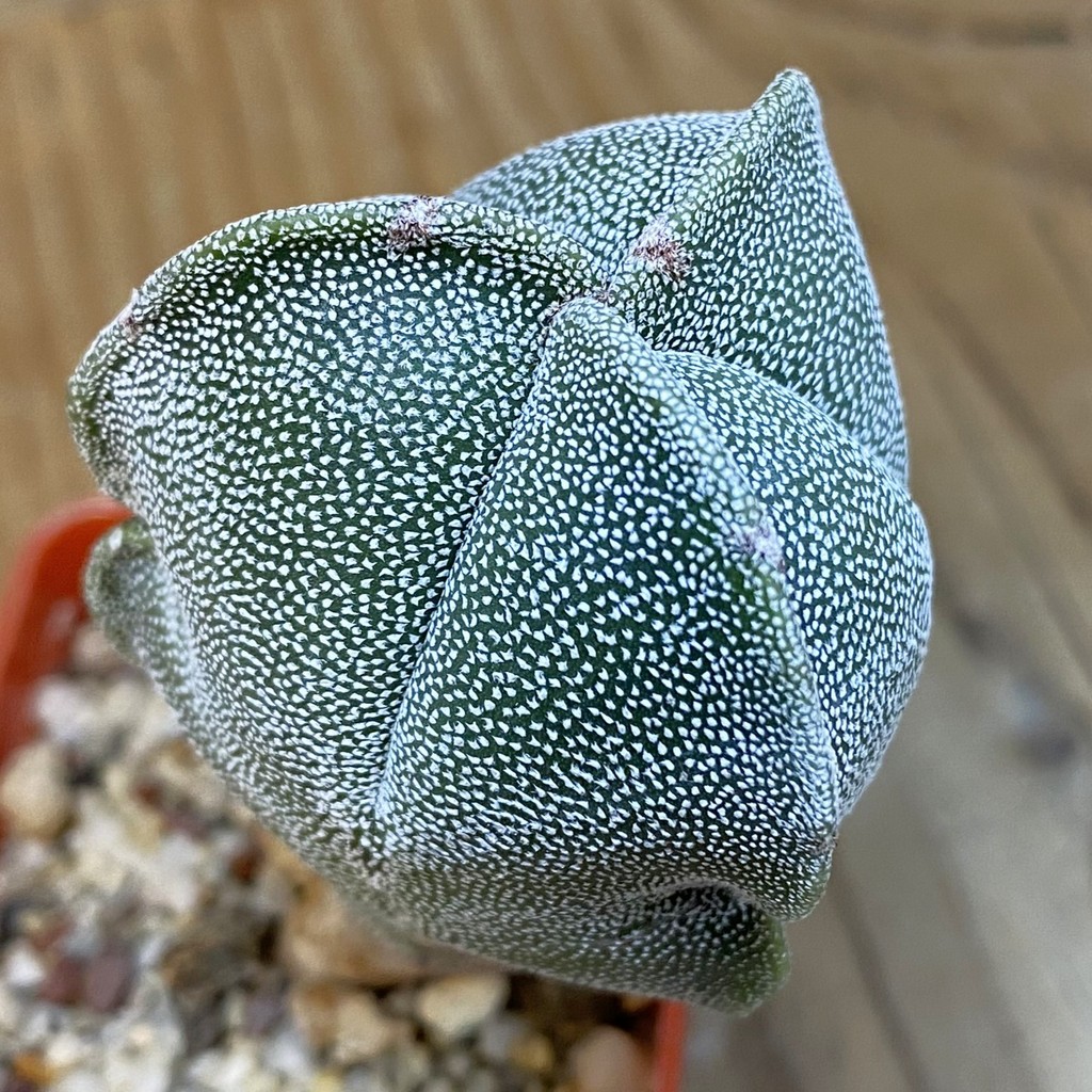 DP27200 Astrophytum myriostigma v. tricostatum