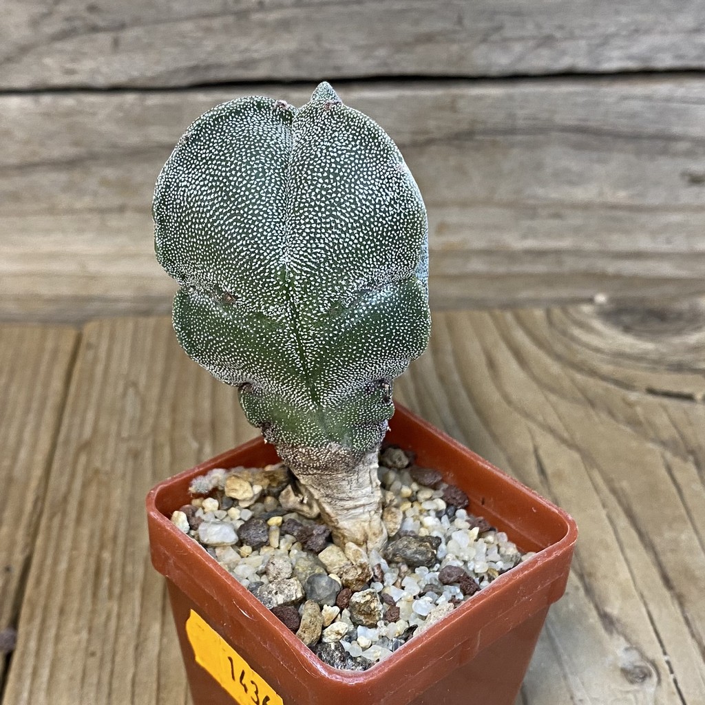 DP27200 Astrophytum myriostigma v. tricostatum - Image 2