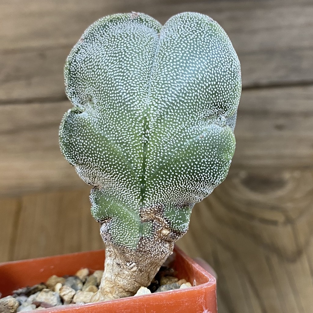 DP27200 Astrophytum myriostigma v. tricostatum - Image 3