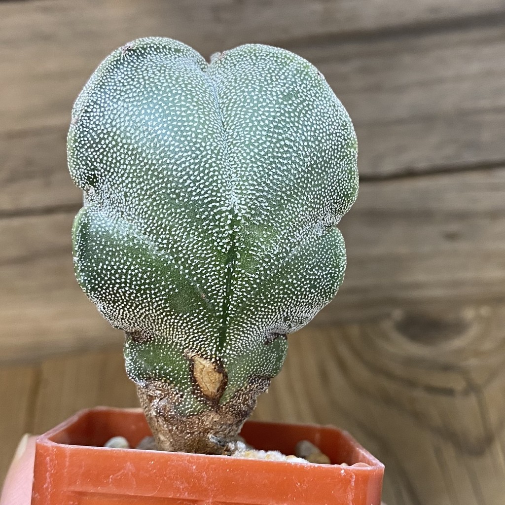 DP27200 Astrophytum myriostigma v. tricostatum - Image 4