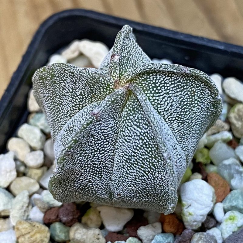 DP27201 Astrophytum myriostigma
