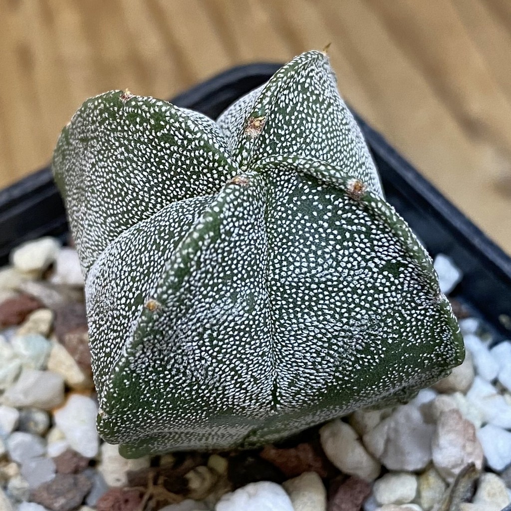 DP27202 Astrophytum myriostigma v. quadricostatum