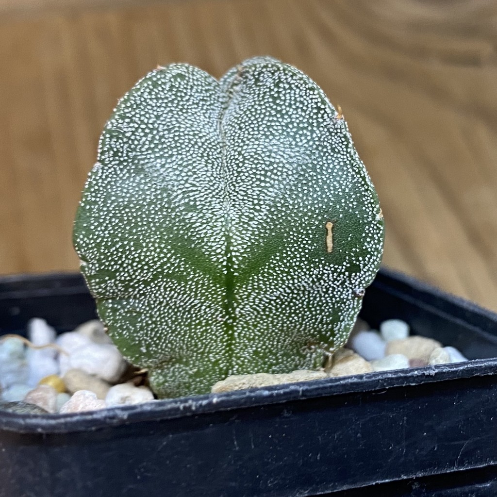 DP27202 Astrophytum myriostigma v. quadricostatum - Image 2