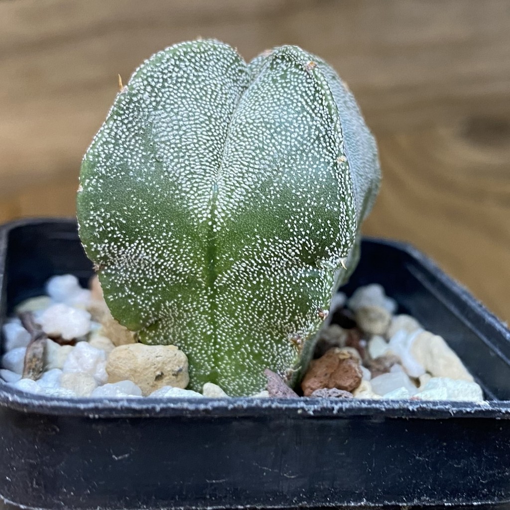 DP27202 Astrophytum myriostigma v. quadricostatum - Image 3