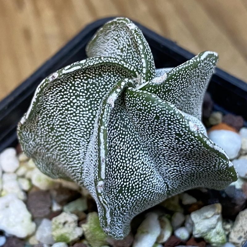 DP27203 Astrophytum myriostigma
