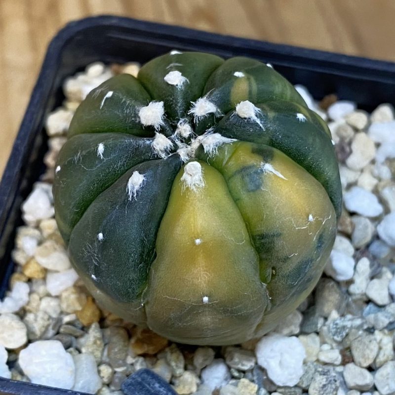 DP27204 Astrophytum asterias f. variegata