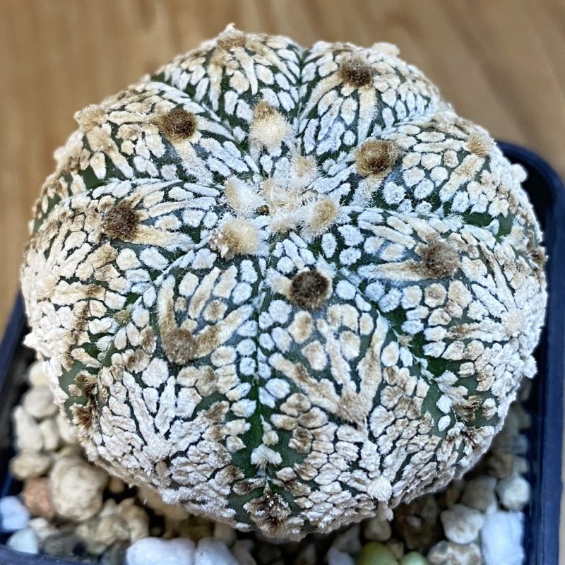 DP27205 Astrophytum asterias ‘Super Kabuto’ V-type
