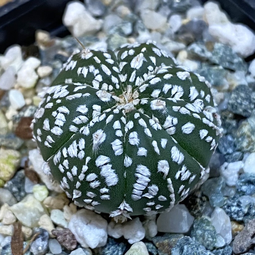 DP27206 Astrophytum asterias ‘Super Kabuto’ hybrid