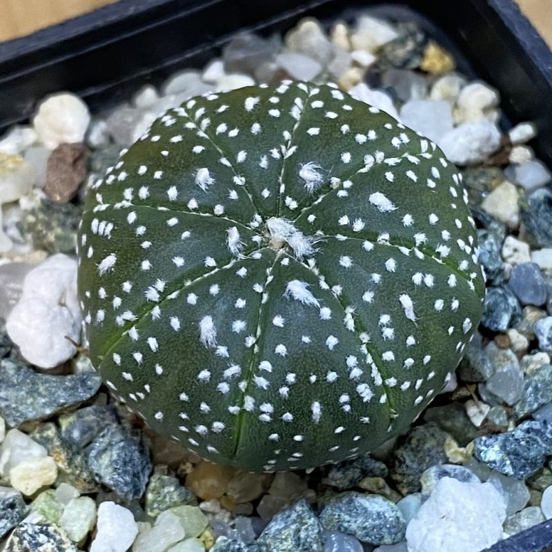 DP27207 Astrophytum asterias