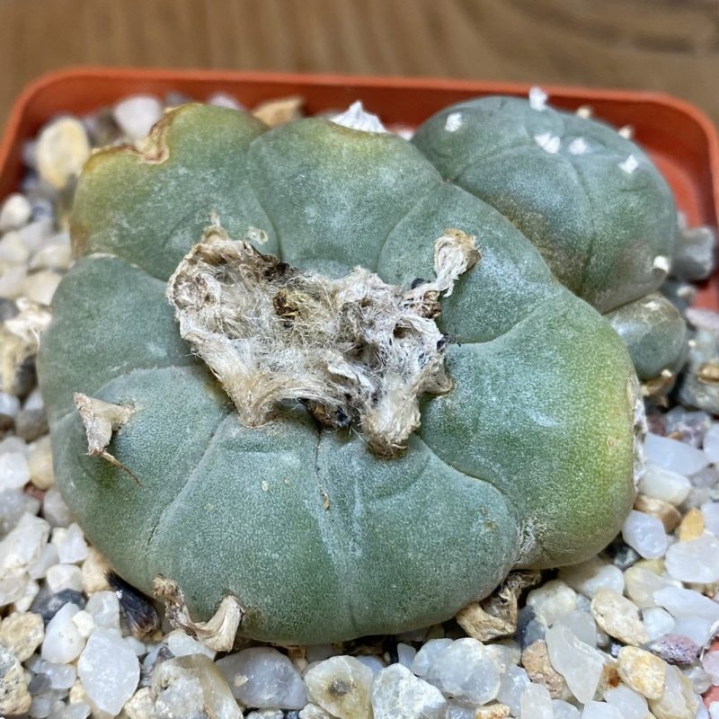 DP27176 Anhalonium williamsii