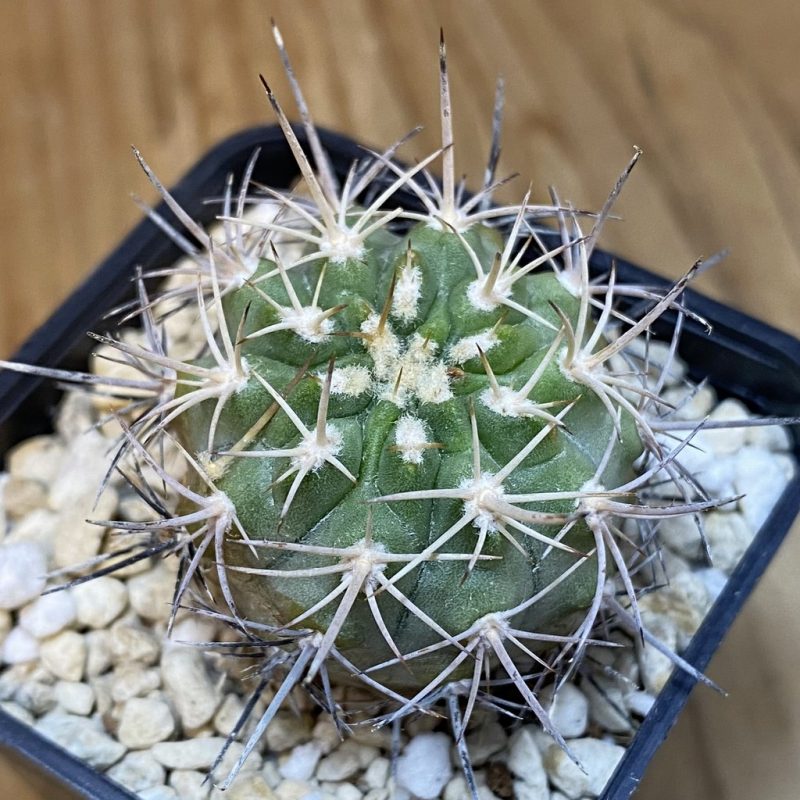 DP27210 Eriosyce curvispina