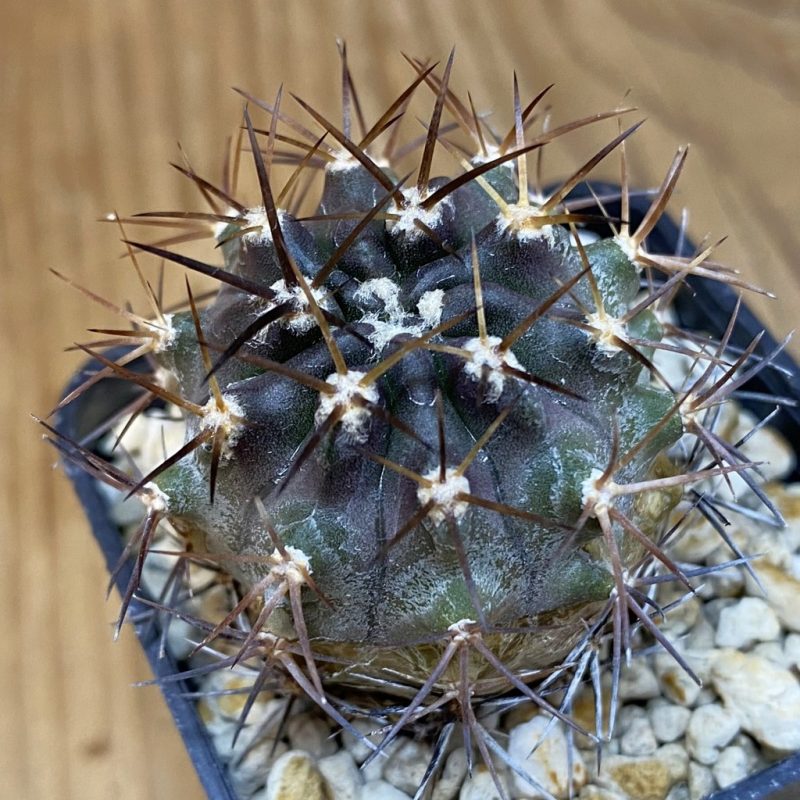 DP27211 Eriosyce curvispina