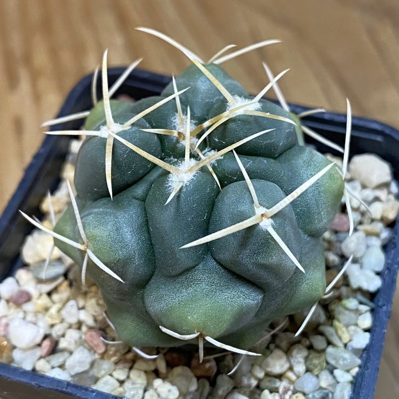 SH27213 Thelocactus hexaedrophorus HZ 739