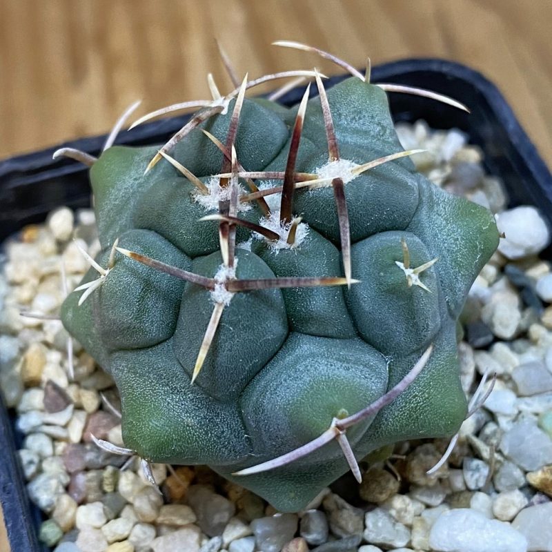 SH27214 Thelocactus hexaedrophorus HZ 739
