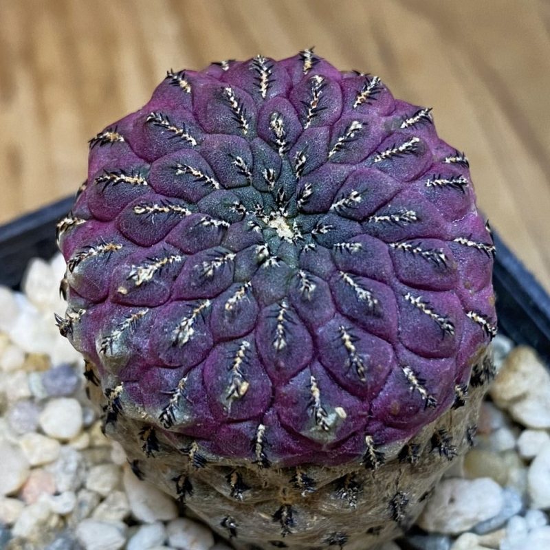 DP27215 Sulcorebutia rauschii