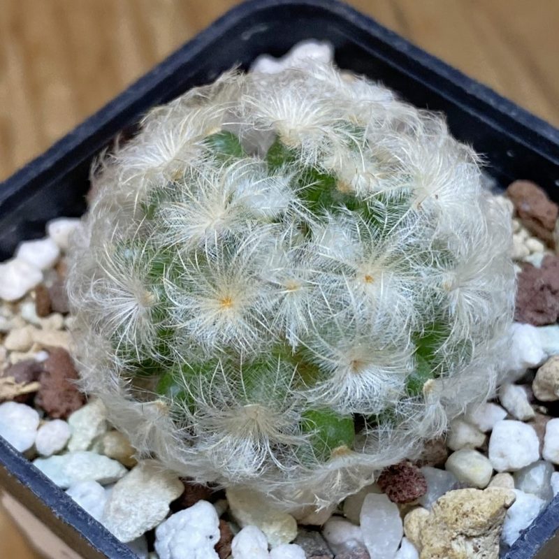 DP27216 Mammillaria plumosa
