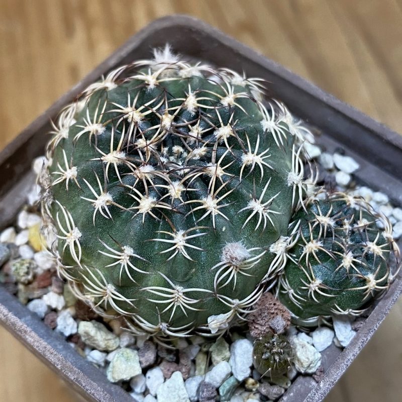 DP27217 Lobivia tiegeliana