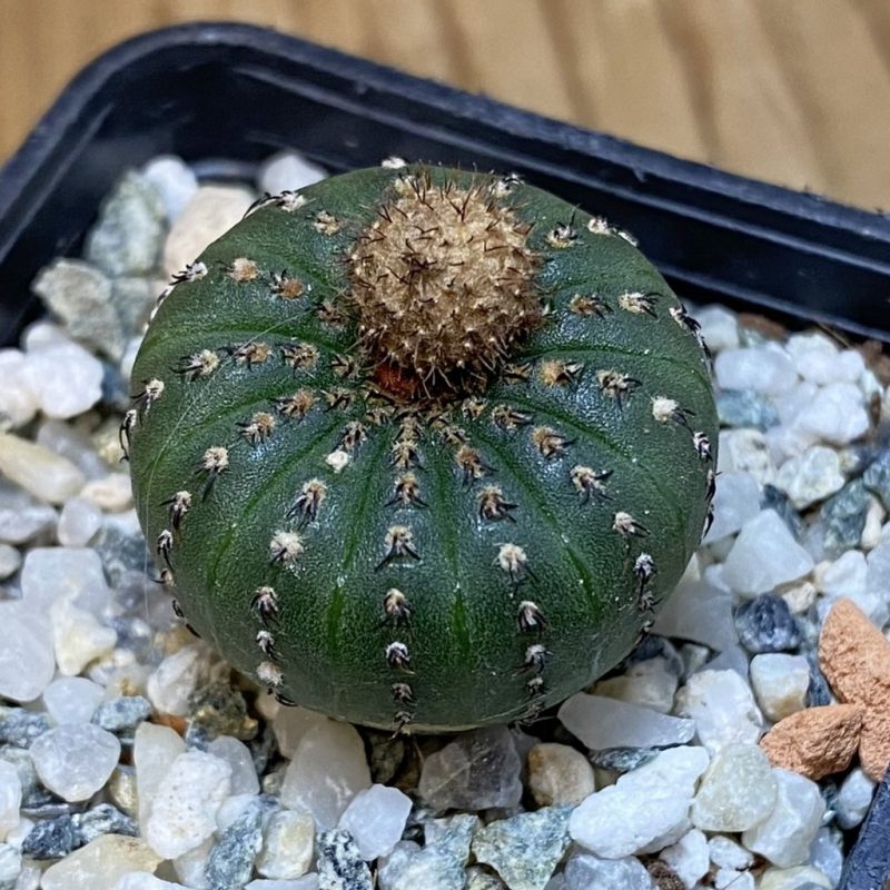 DP27218 Frailea castanea