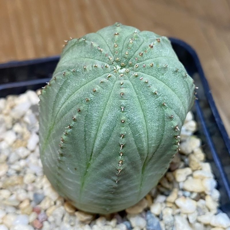 DP27177 Euphorbia obesa