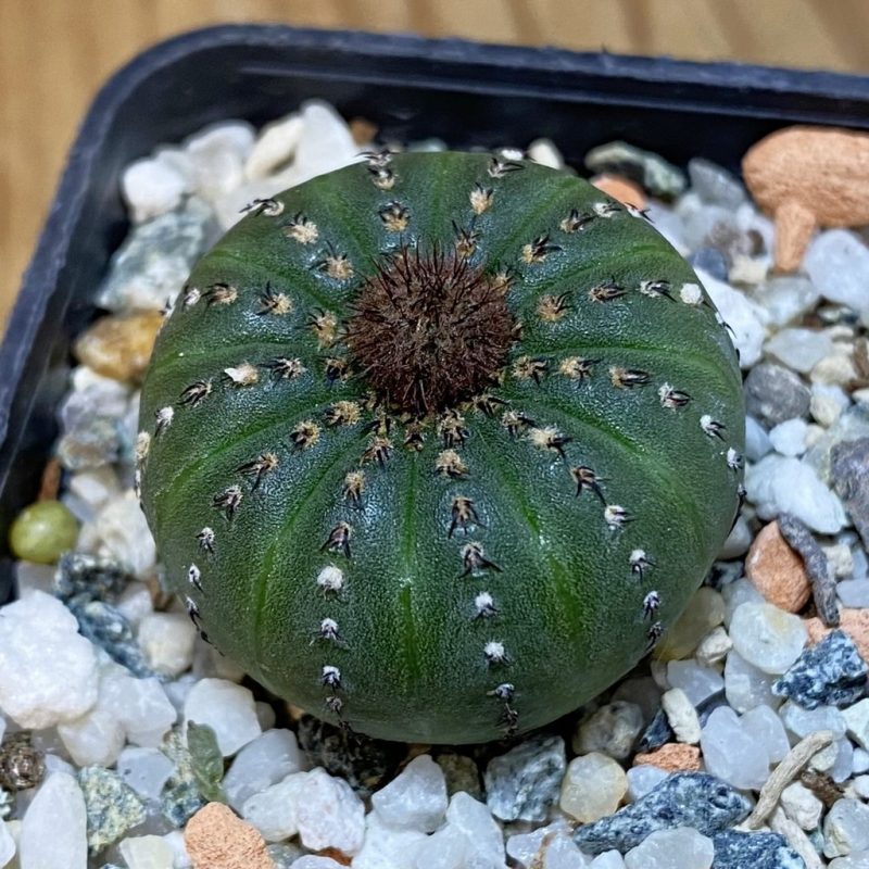 DP27219 Frailea castanea