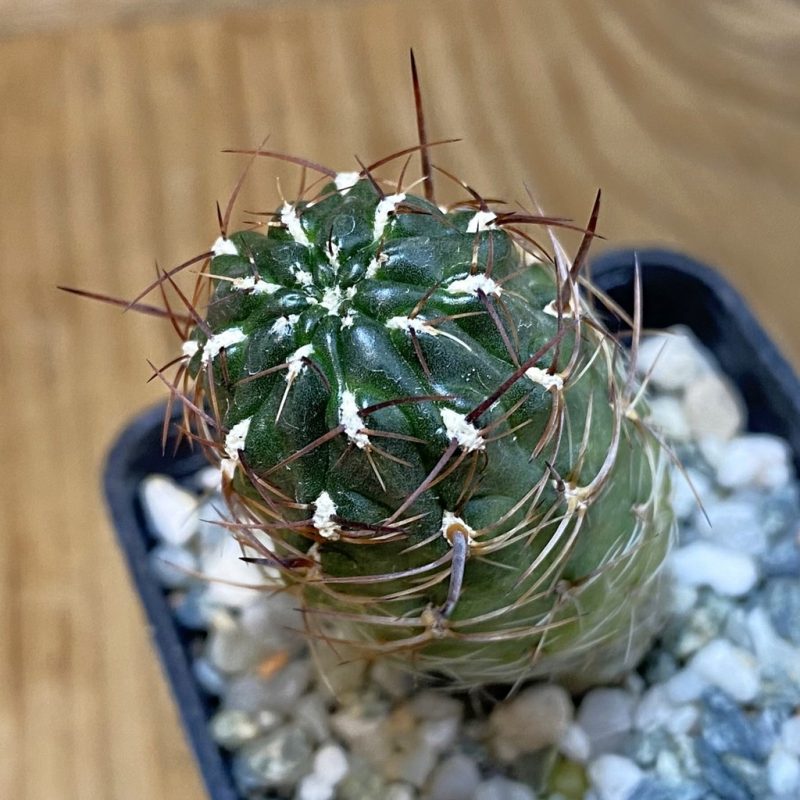 DP27220 Sulcorebutia steinbachii v. horridavVS 380