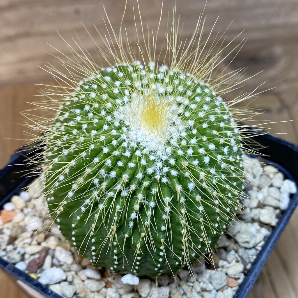 DP27173 Notocactus leninghausii ‘inermis’