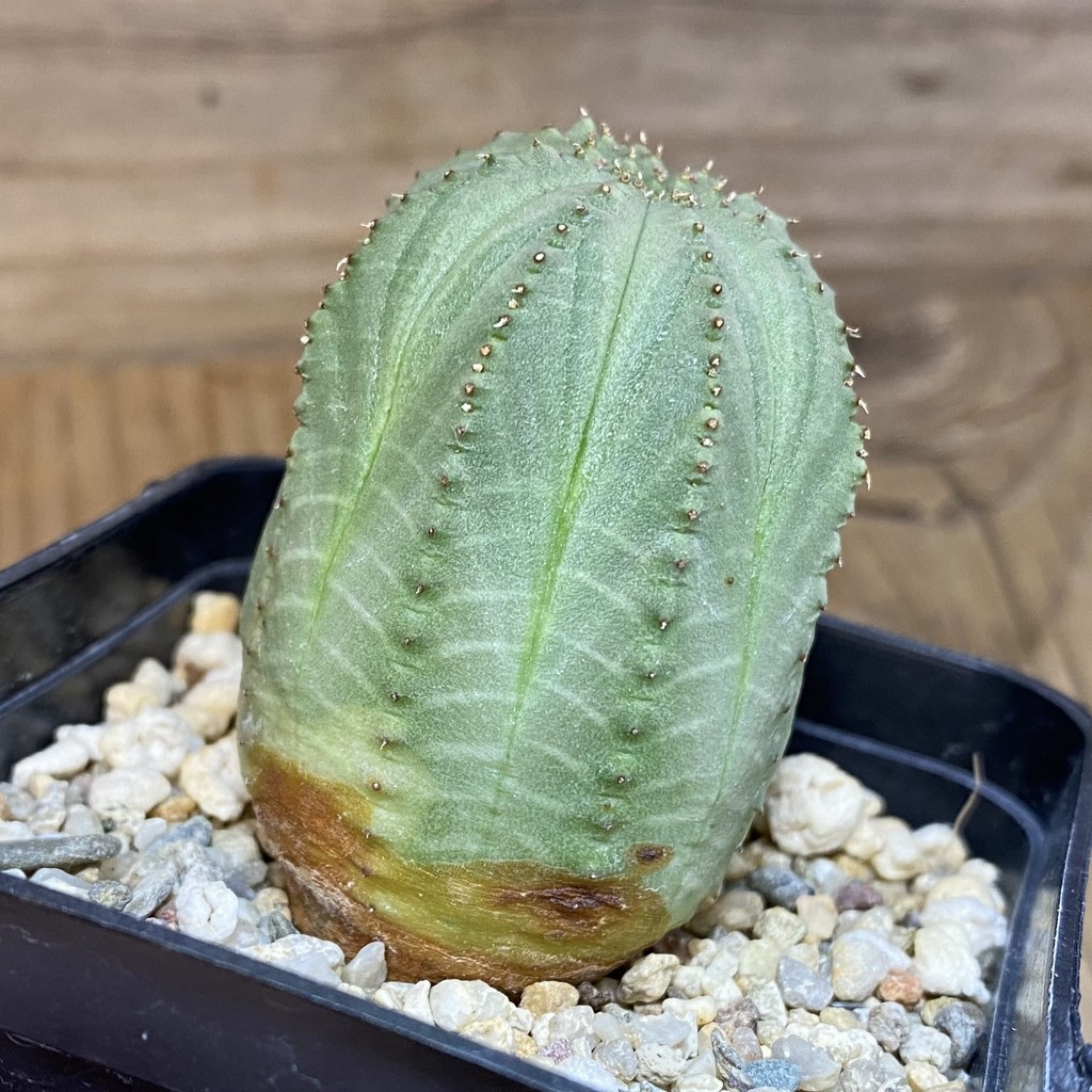 DP27177 Euphorbia obesa - Image 3